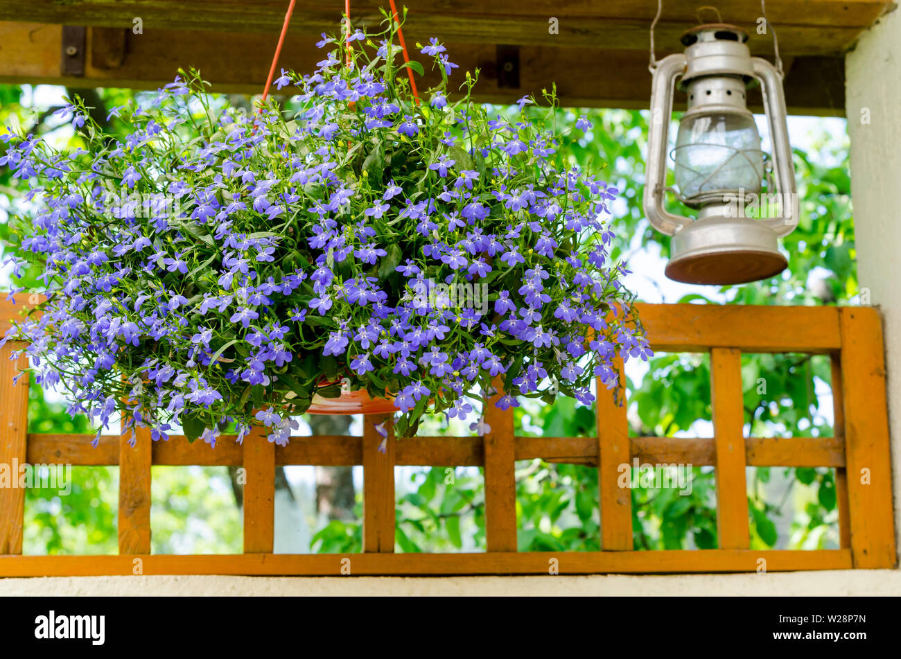 Blue lobelia in hanging pots. Studio Photo Stock Photo