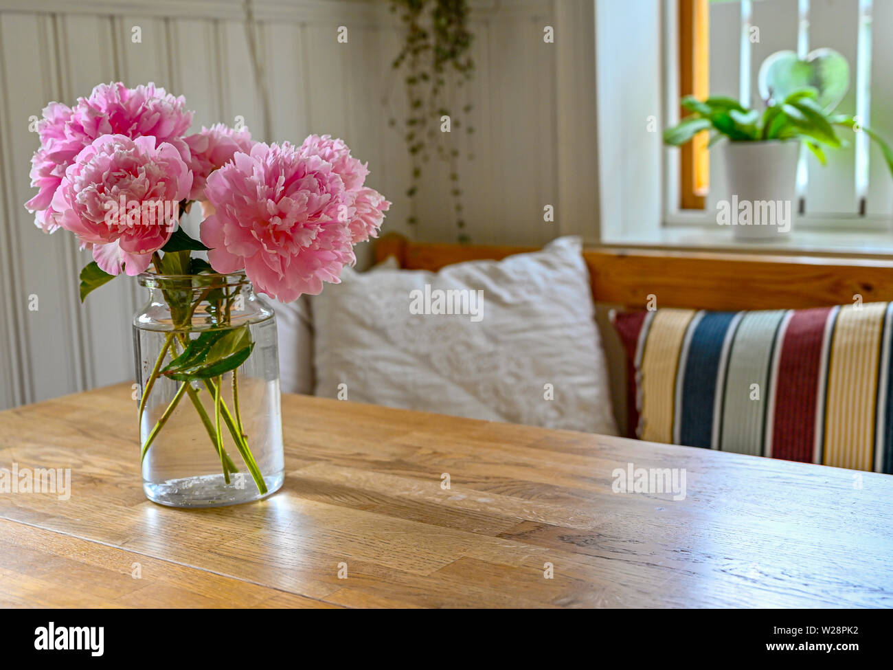 Big Pink Peony Blossoms Indoors In A Kitchen Stock Photo Alamy