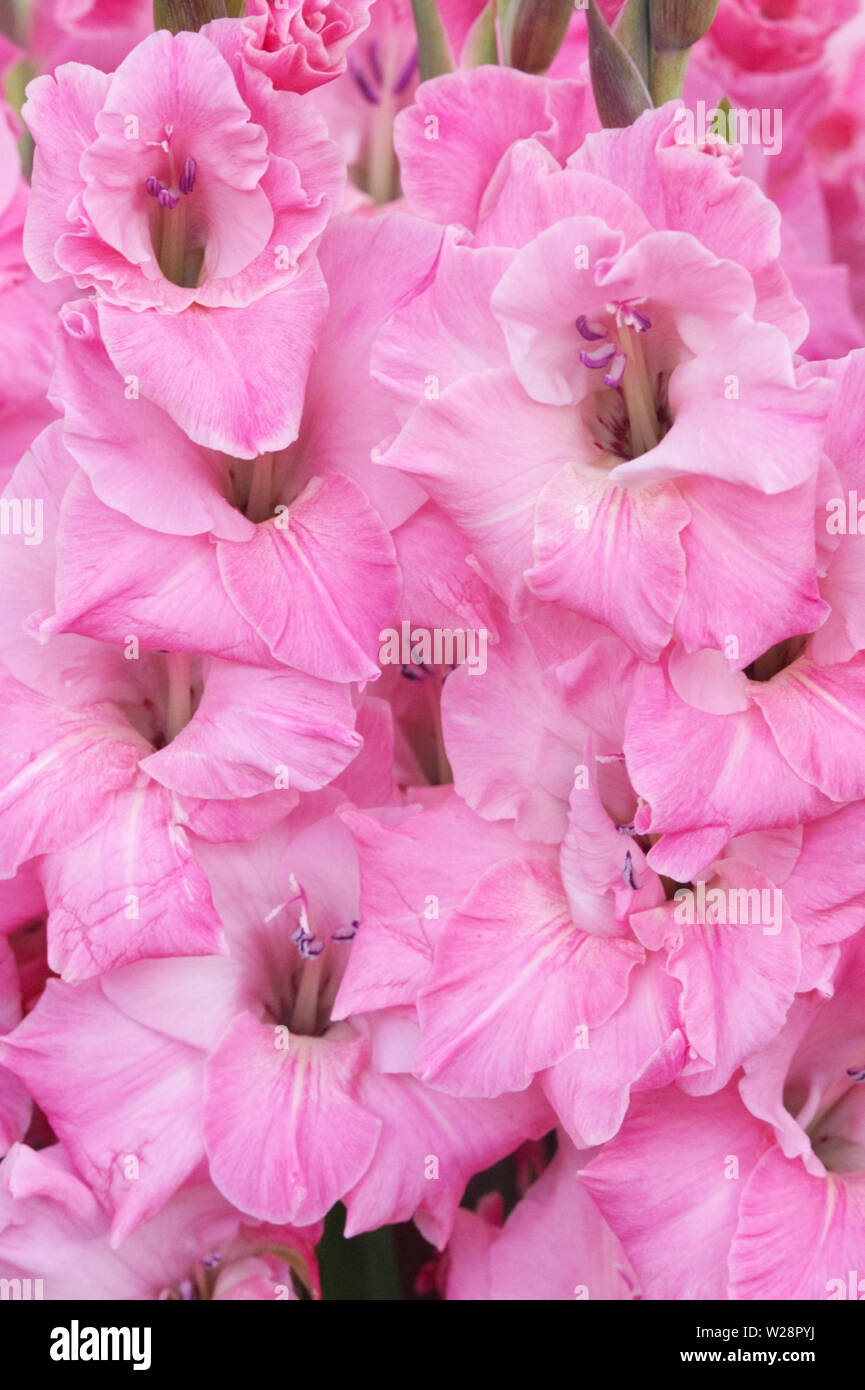 close up of a pink gladioli Stock Photo