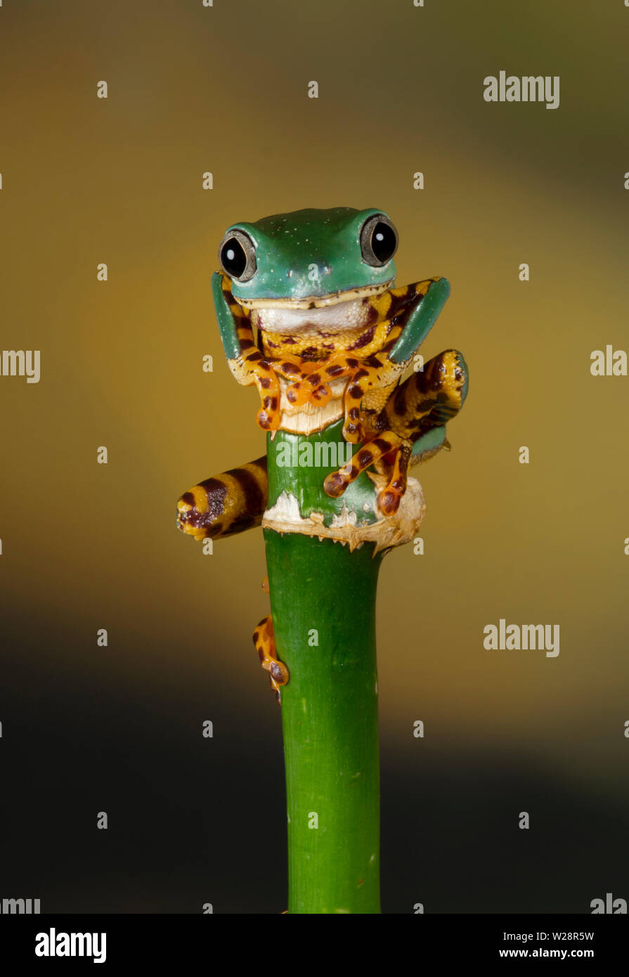 Balancing on top over a bamboo shoot, this super tiger legged tree frog is gripping the stalk, facing forward and looking at the camera Stock Photo