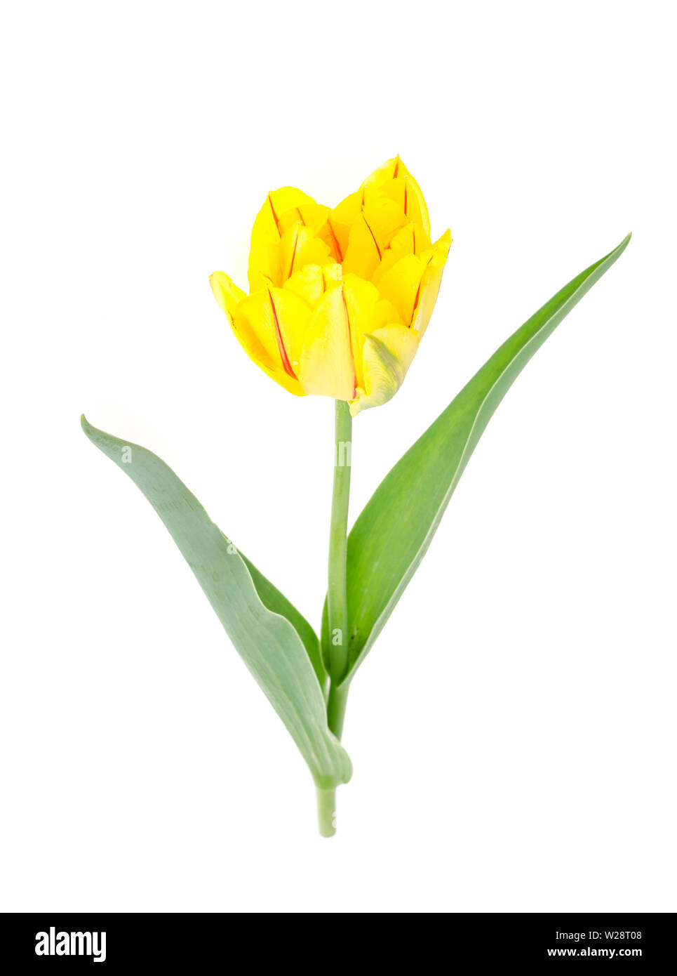 Yellow tulip isolated on white background Stock Photo - Alamy