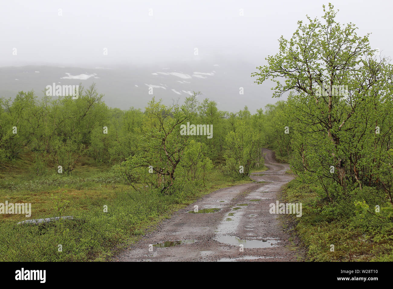 Road in bog at Nikkaluokta in Sweden on a rainy day. Stock Photo