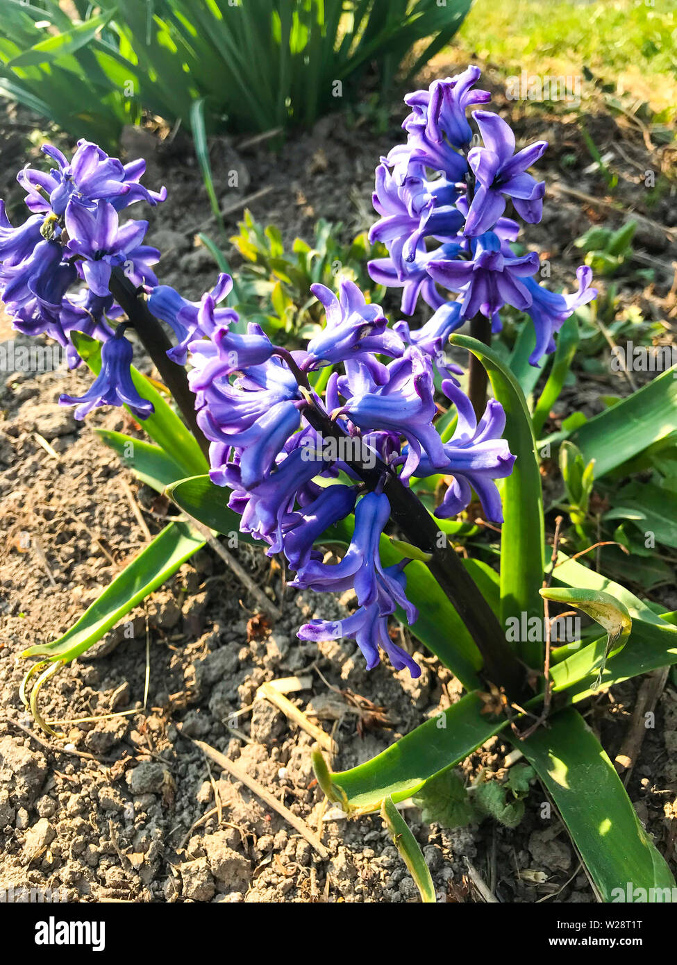 Blue hyacinths growing in ground Stock Photo Alamy