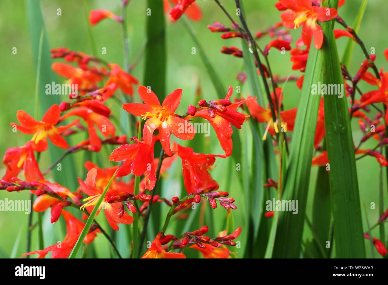 Montbretia