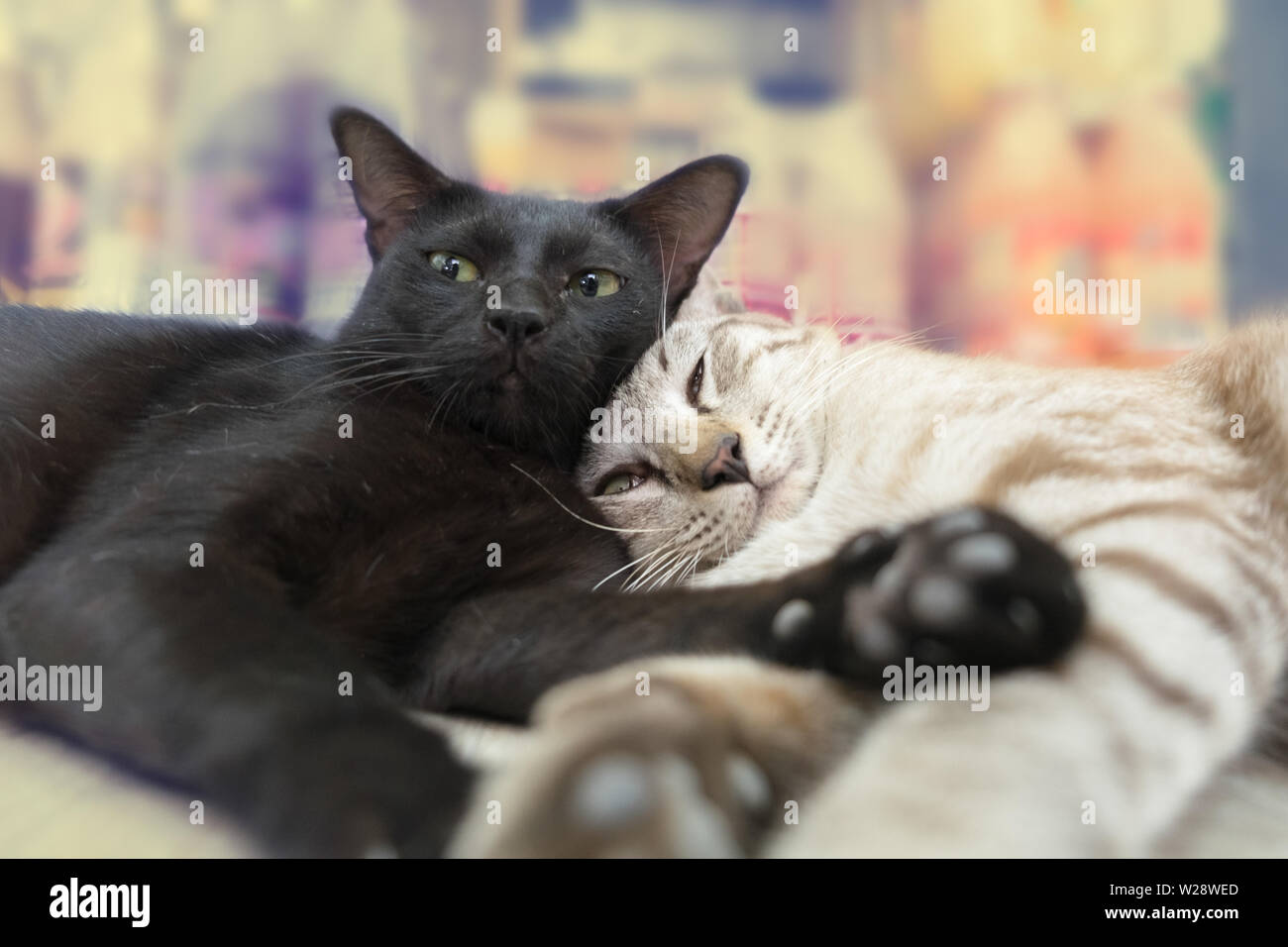 Black cat with white cat looking wry face Stock Photo