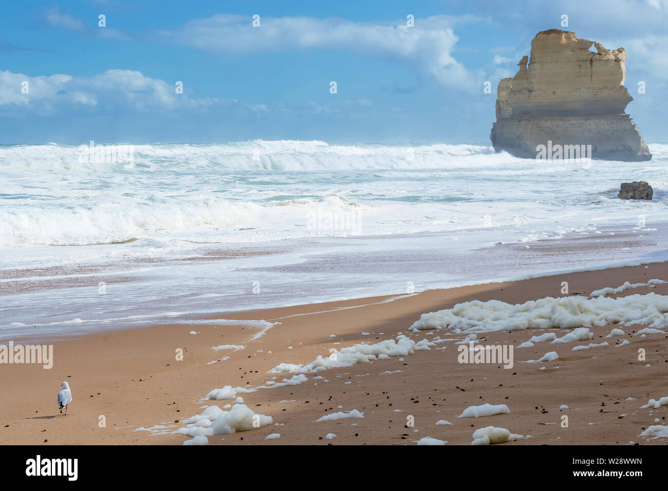 Seagull On The Beach Of The Gibson Steps Great Ocean Road