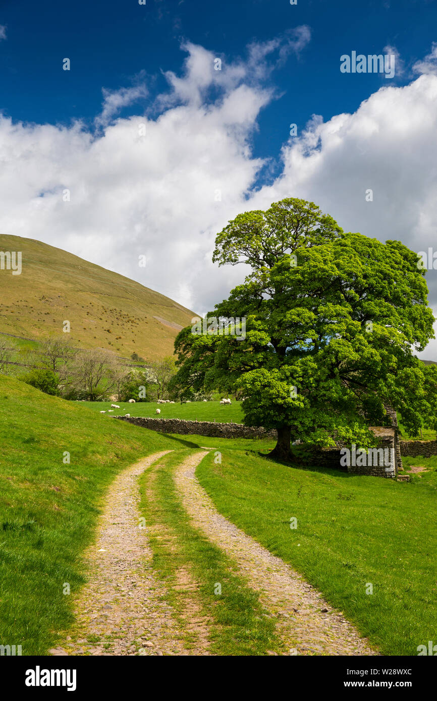 UK, Cumbria, Sedbergh, Joss Lane, Dales High Way path leading to Settlebeck Gill towards slopes of Crook Stock Photo