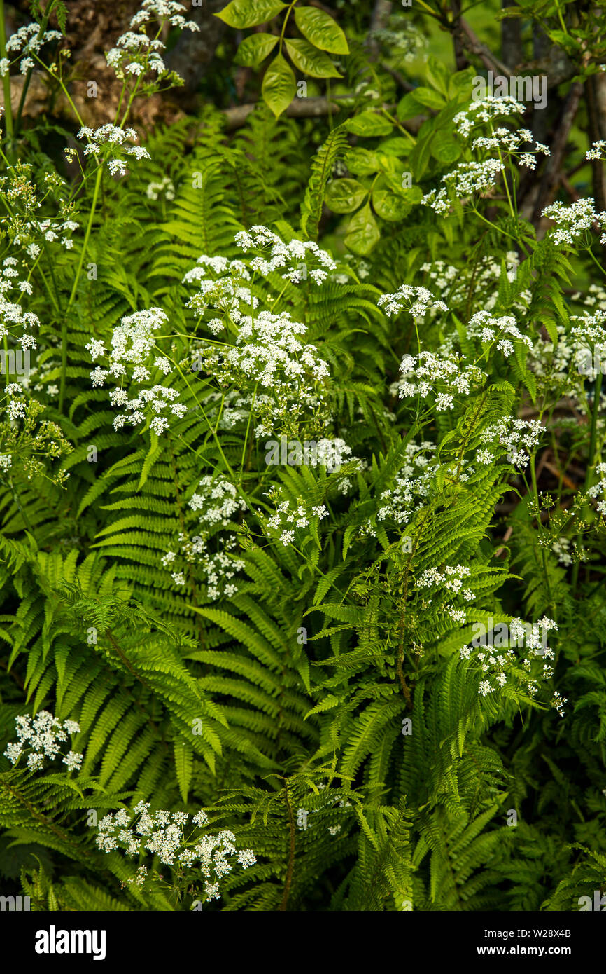 UK, Cumbria, Hawkshead, Near Sawrey, Ees Bridge, roadside ferns and meadowsweet flowers growing on country lane verge Stock Photo