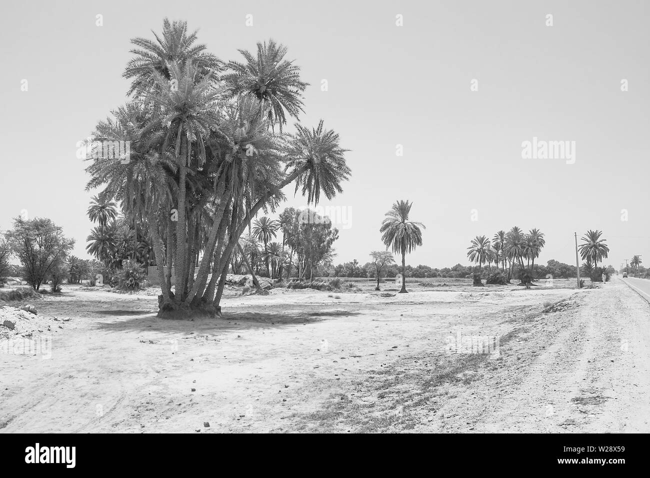 landscape of cluster of date trees in a village punjab,pakistan.date trees near a road side,pakistan.black and white. Stock Photo
