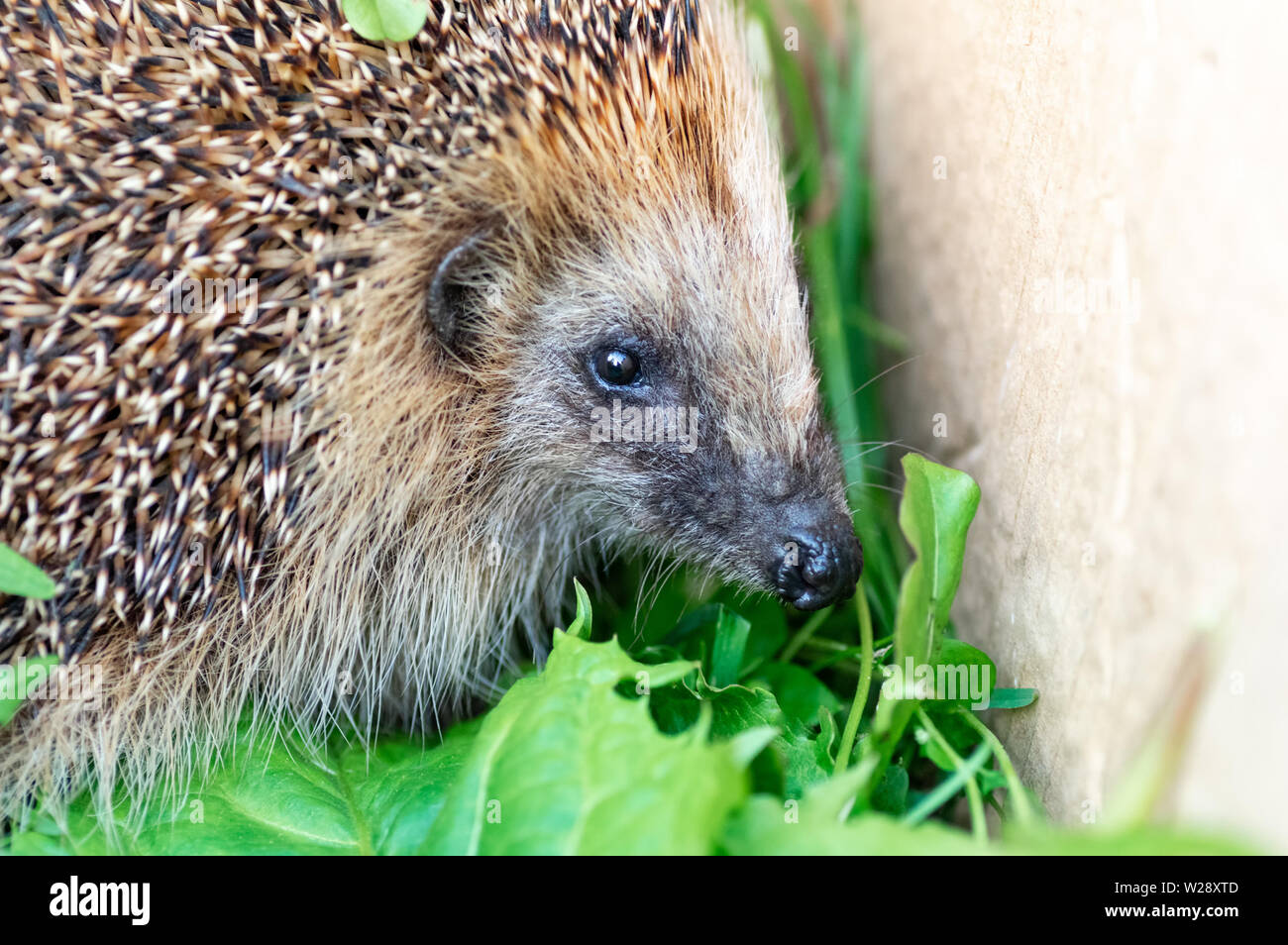 Adult hedgehog hires stock photography and images Alamy