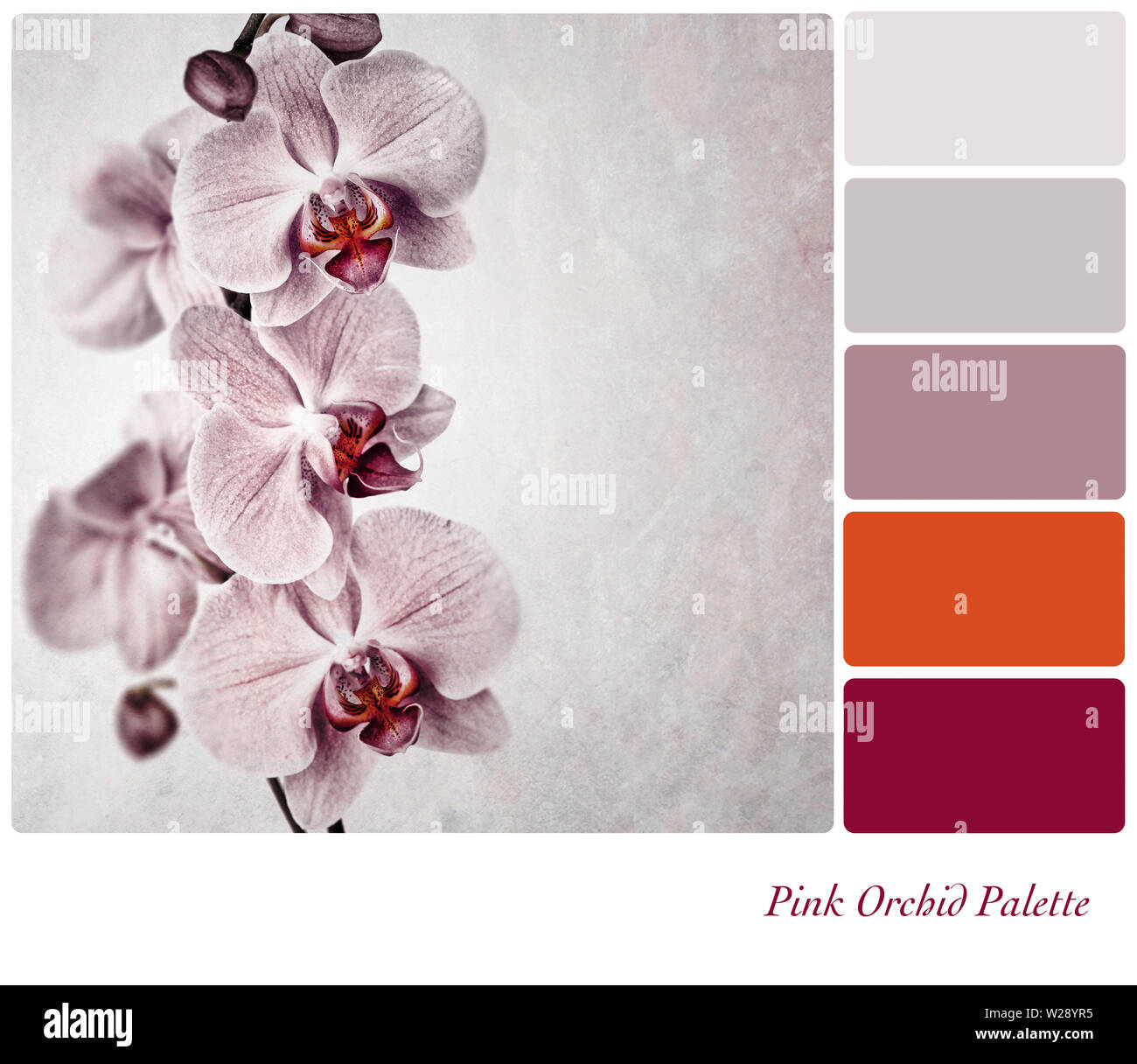 A vintage effect, delicate pink orchid with complimentary colour palette  Stock Photo - Alamy