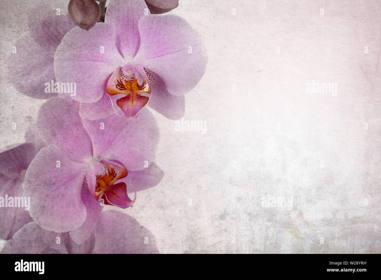 Blossom text effect hi-res stock photography and images - Alamy