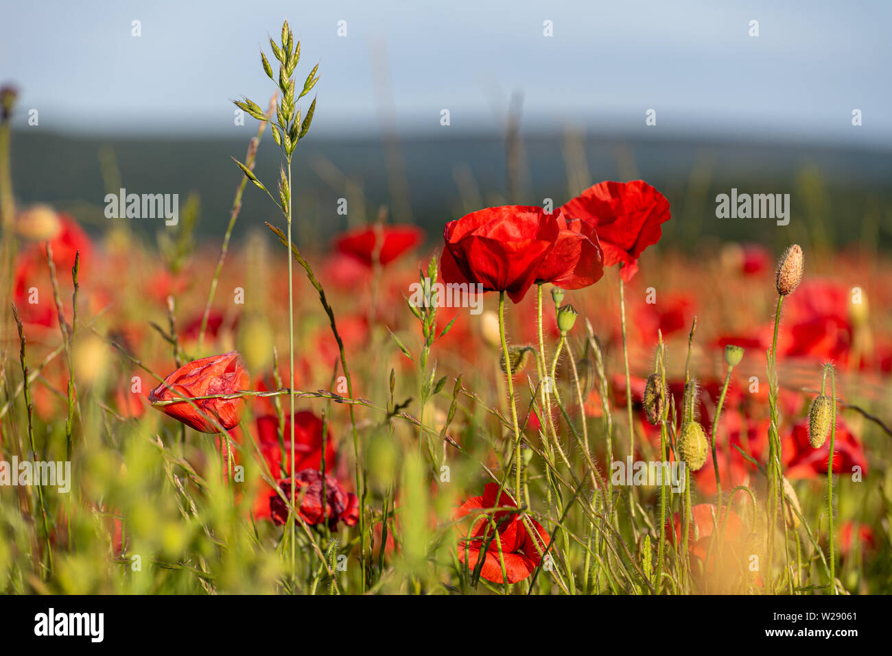 Red poppies in a meadow at sunset in the peak District National Park, UK Stock Photo