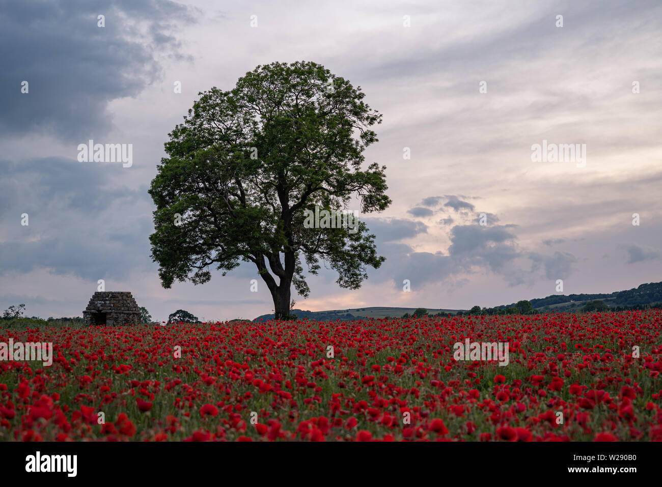 Red poppies in a meadow at sunset in the peak District National Park, UK Stock Photo