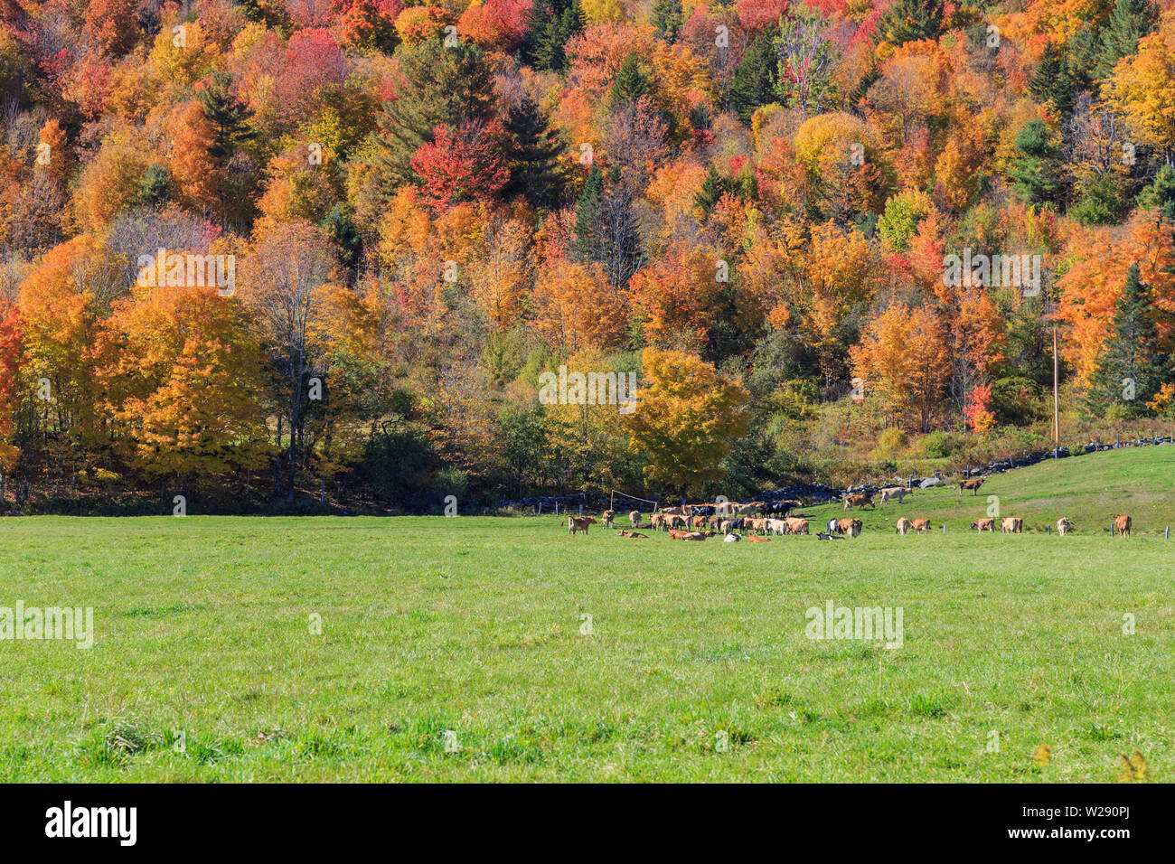 Vermont landscape with grazing cows on the green pasture in Autumn, Wilmington, Vermont, USA. Stock Photo