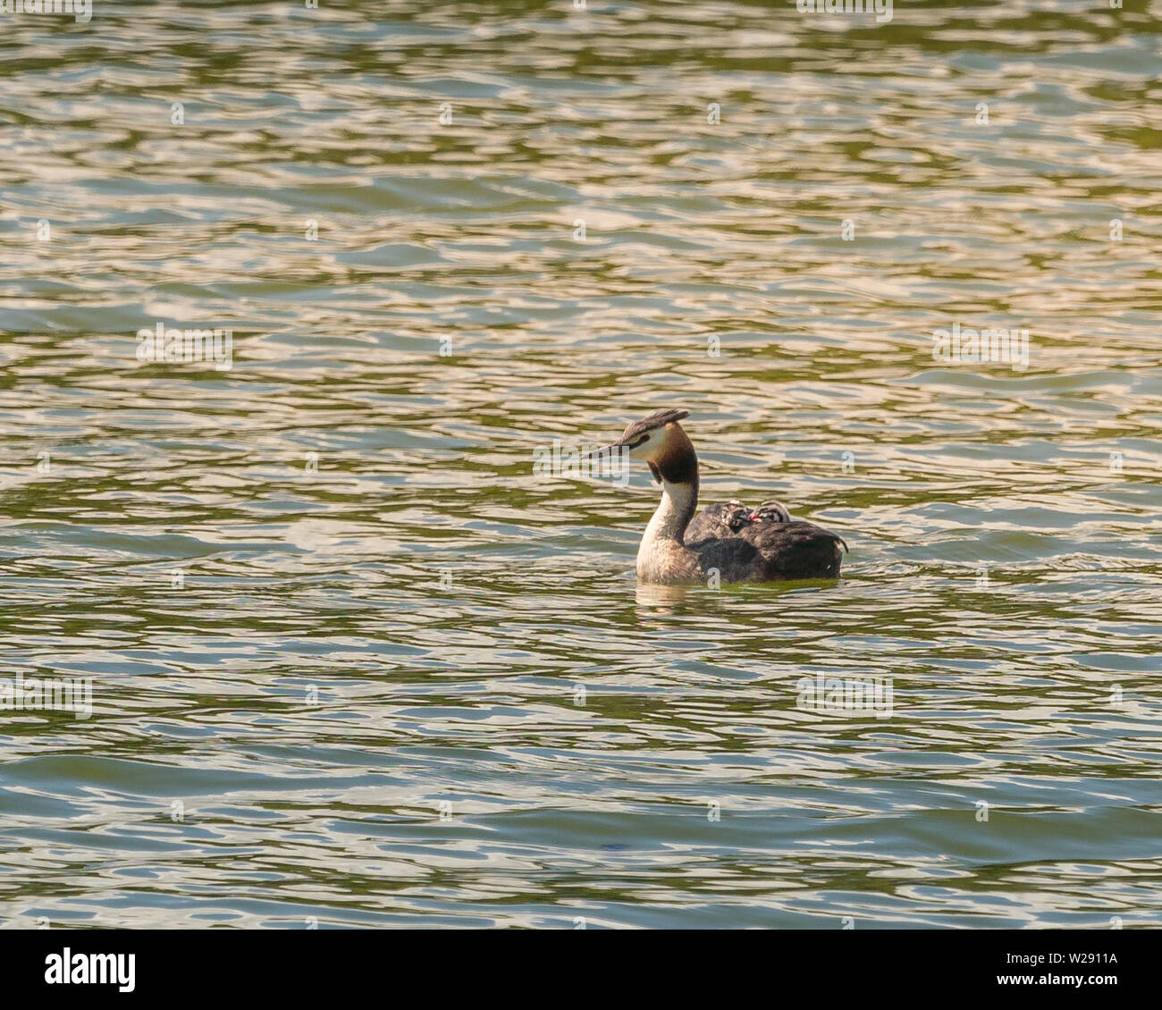 Grate Cested Greeb Podiceps Cristatus Juveniles With Adult Stock Photo Alamy