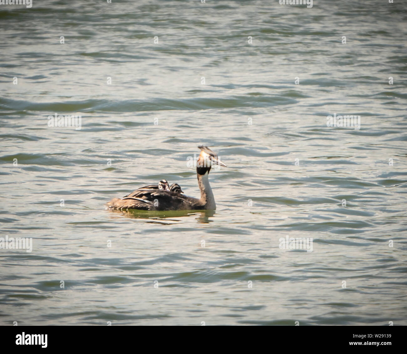 Grate Cested Greeb Podiceps Cristatus Juveniles With Adult Stock Photo Alamy