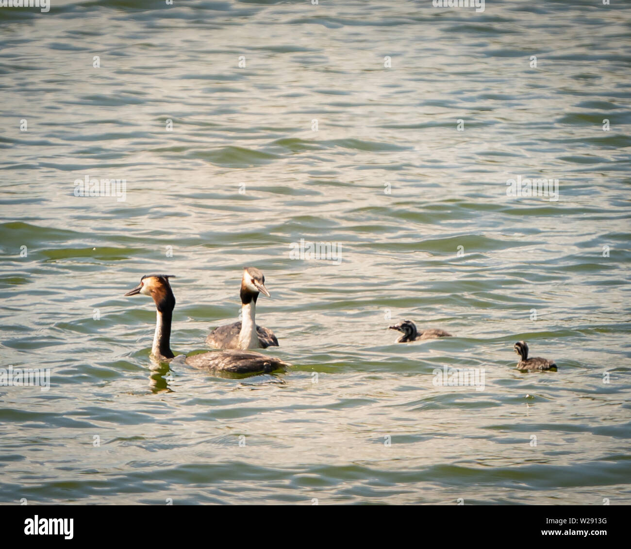Grate Cested Greeb (Podiceps Cristatus). Juveniles with adult Stock Photo