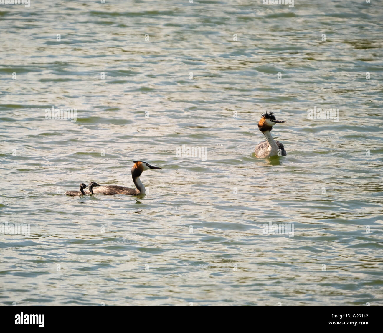 Grate Cested Greeb Podiceps Cristatus Juveniles With Adult Stock Photo Alamy