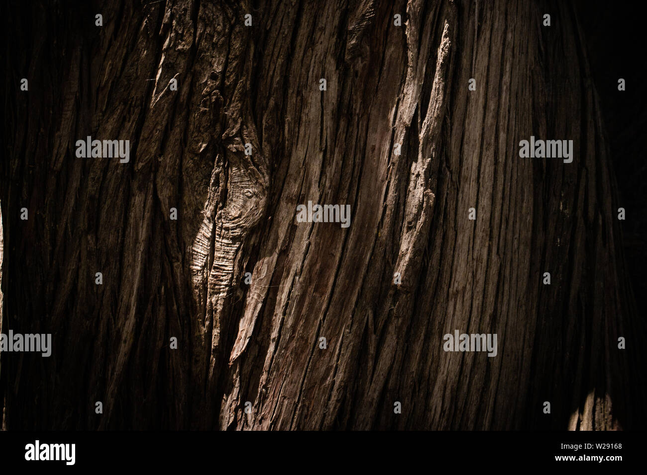 texture of bark wood use as natural background Stock Photo - Alamy