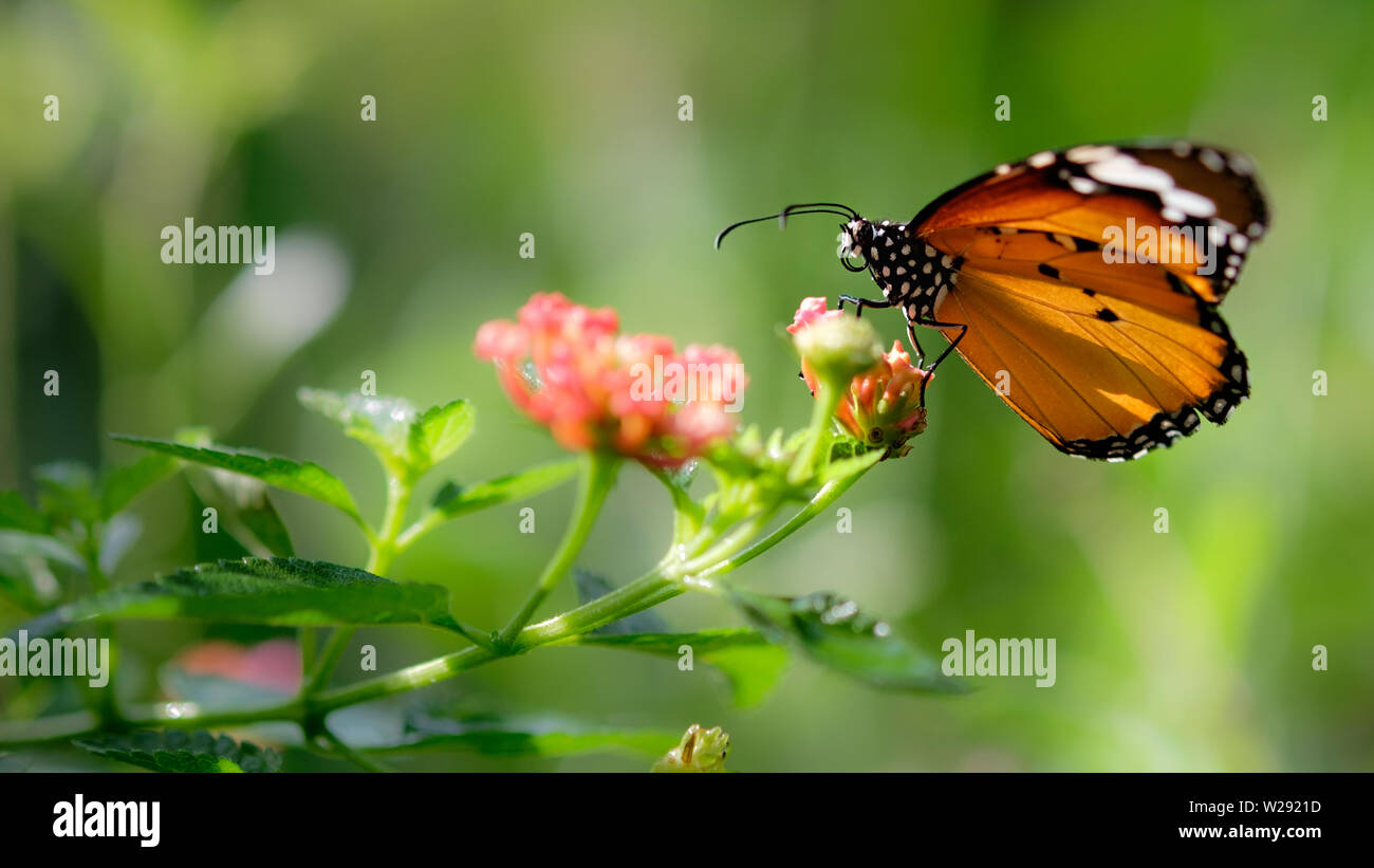 Monarch butterfly seeking nectar on a cosmos flower with copy space ...