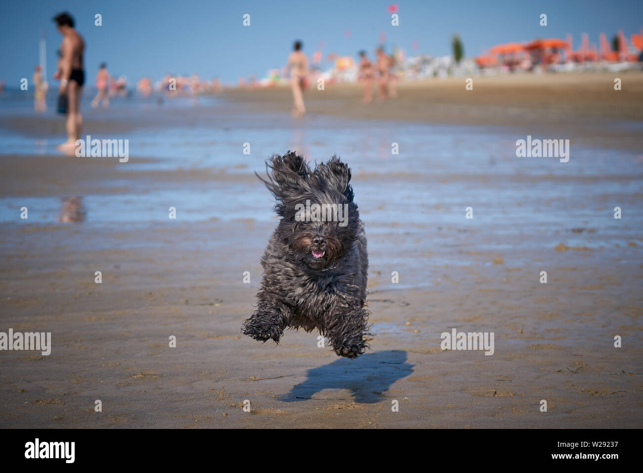 Black havanese dog playing on the beach runnign after ball in sea water Stock Photo