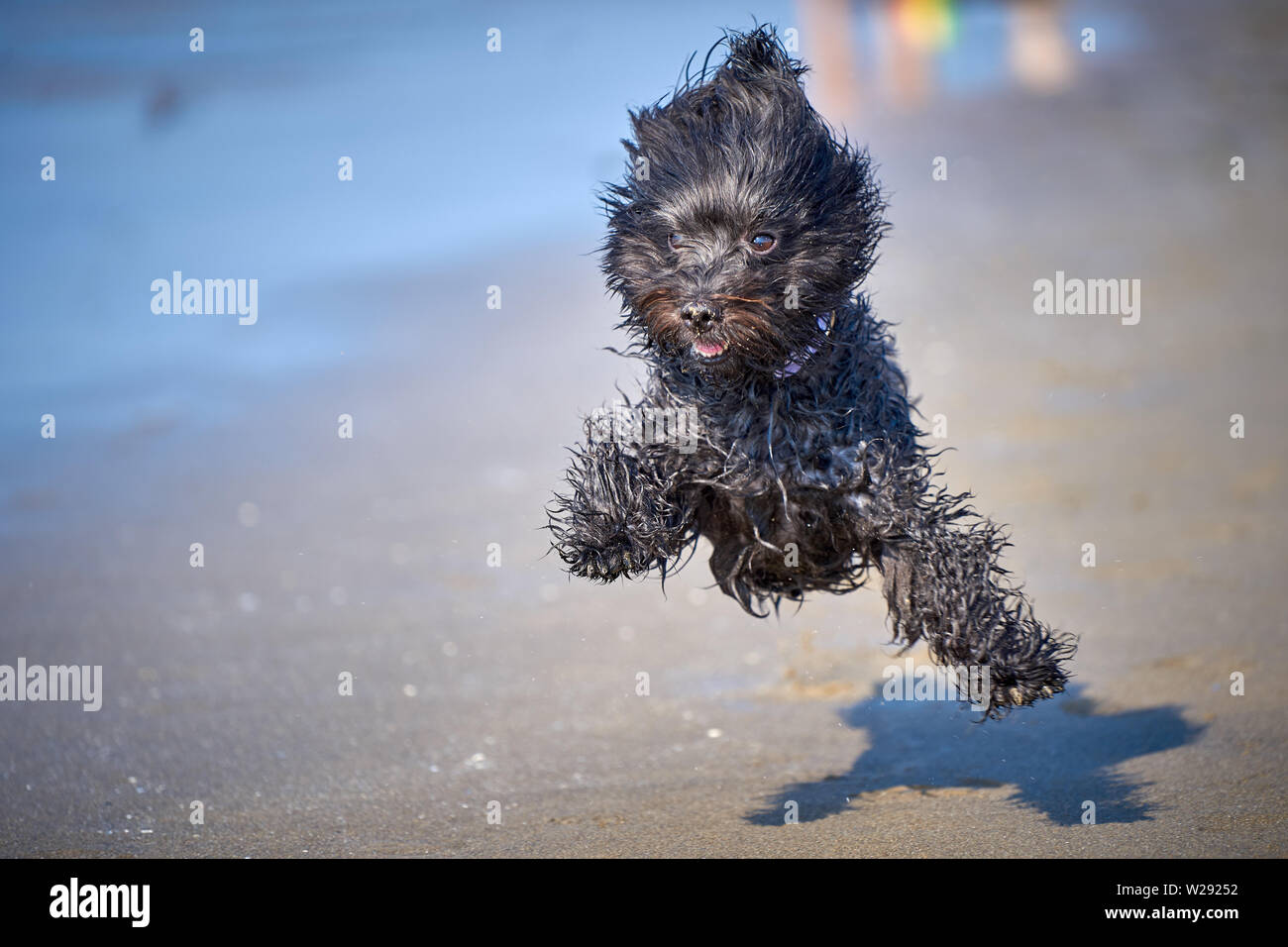 Black havanese dog playing on the beach runnign after ball in sea water Stock Photo