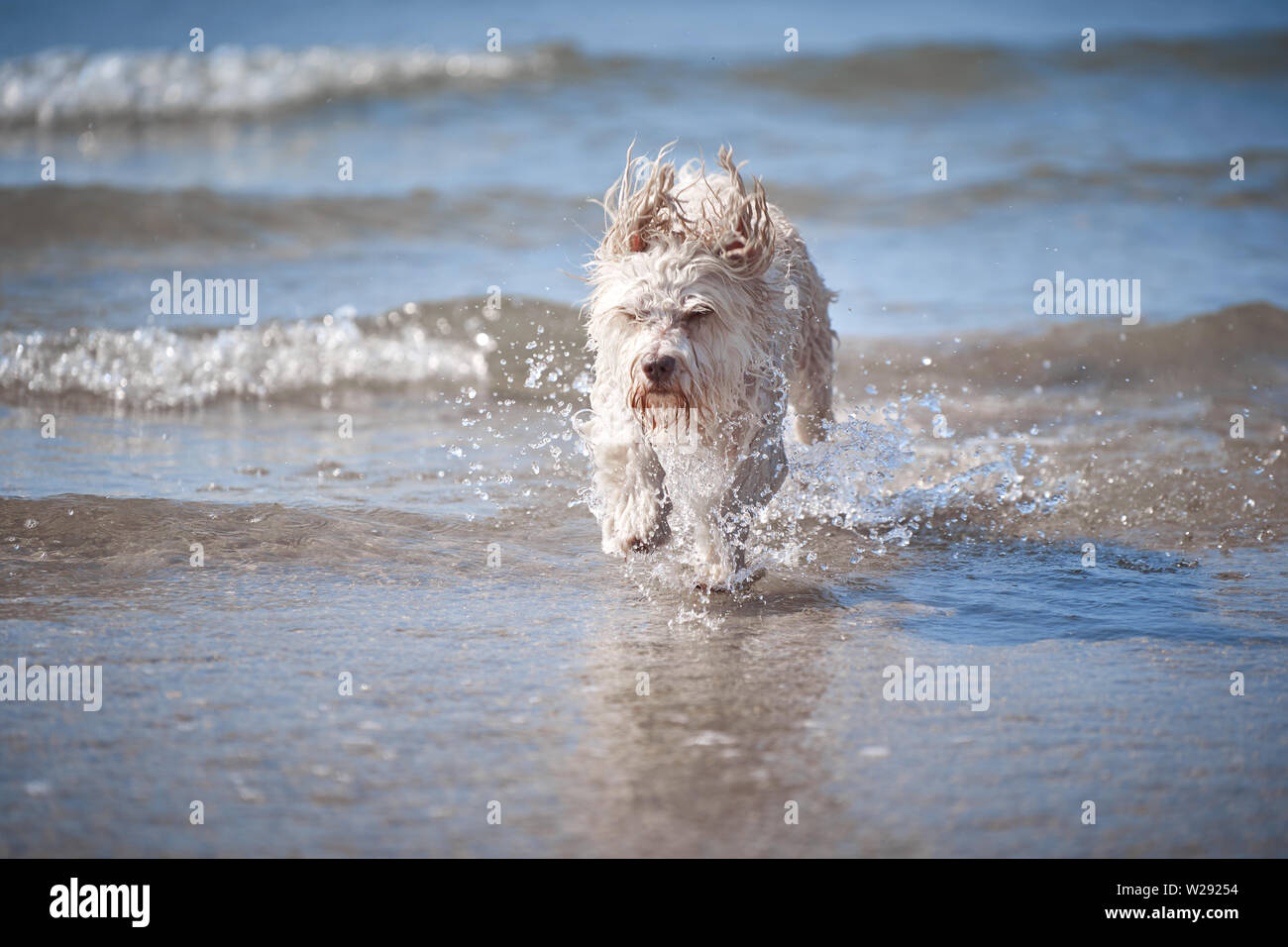 White havanese dog playing on the beach runnign after ball in sea water Stock Photo