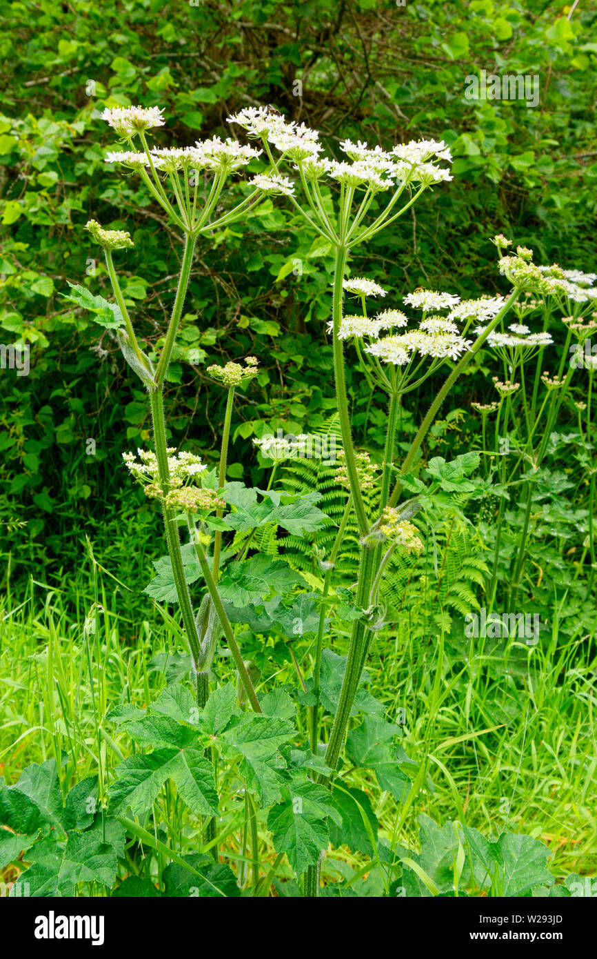SPEYSIDE WAY SCOTLAND HOGWEED ALSO CALLED COW PARSNIP Heracleum sphondylium GROWING IN EARLY SUMMER Stock Photo