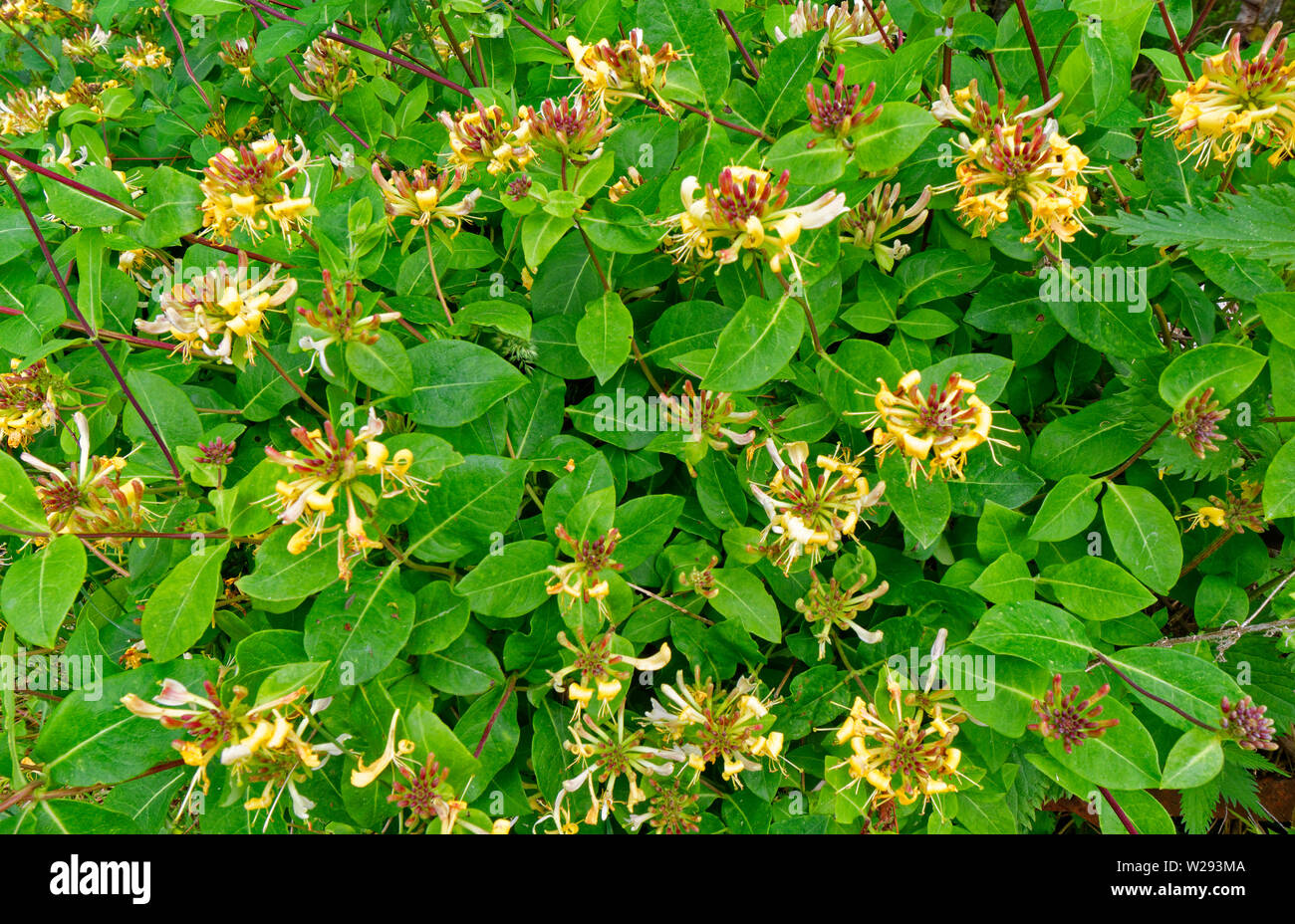 SPEYSIDE WAY SCOTLAND MANY FLOWERS OF THE WILD HONEYSUCKLE Lonicera periclymenum GROWING IN A HEDGE IN SUMMER Stock Photo