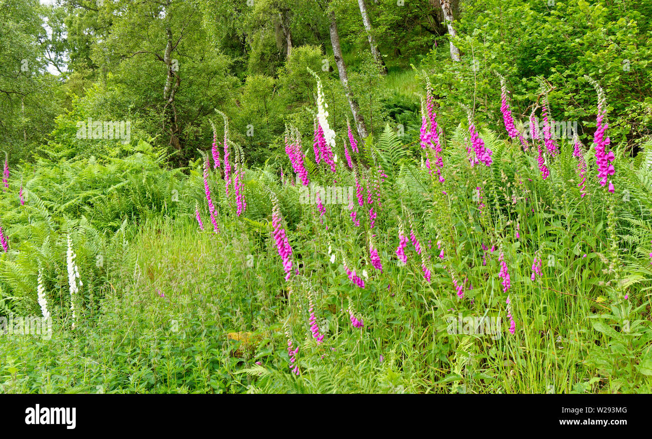 SPEYSIDE WAY SCOTLAND PINK AND WHITE FLOWERS OF THE FOXGLOVE Digitalis purpurea IN EARLY SUMMER Stock Photo