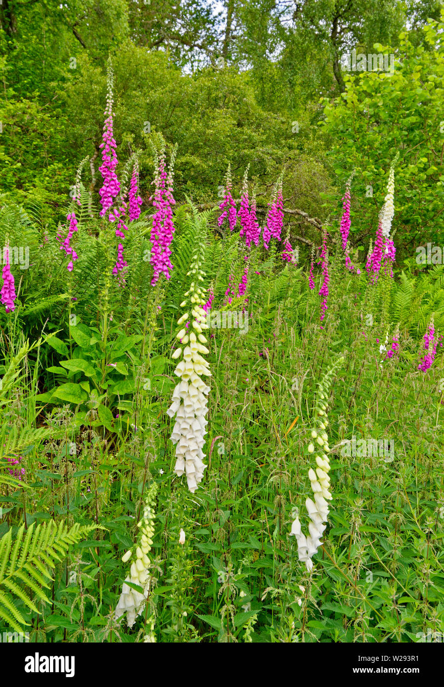 SPEYSIDE WAY SCOTLAND PURPLE AND WHITE FLOWERS OF THE FOXGLOVE Digitalis purpurea GROWING IN PROFUSION IN EARLY SUMMER Stock Photo