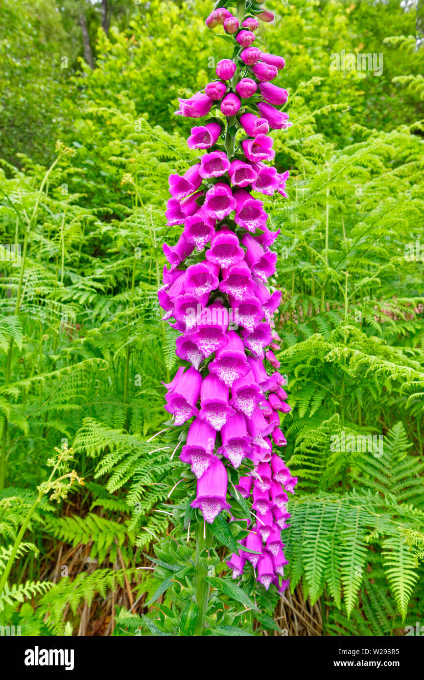 SPEYSIDE WAY SCOTLAND PURPLE FLOWERS OF THE FOXGLOVE Digitalis purpurea IN EARLY SUMMER Stock Photo
