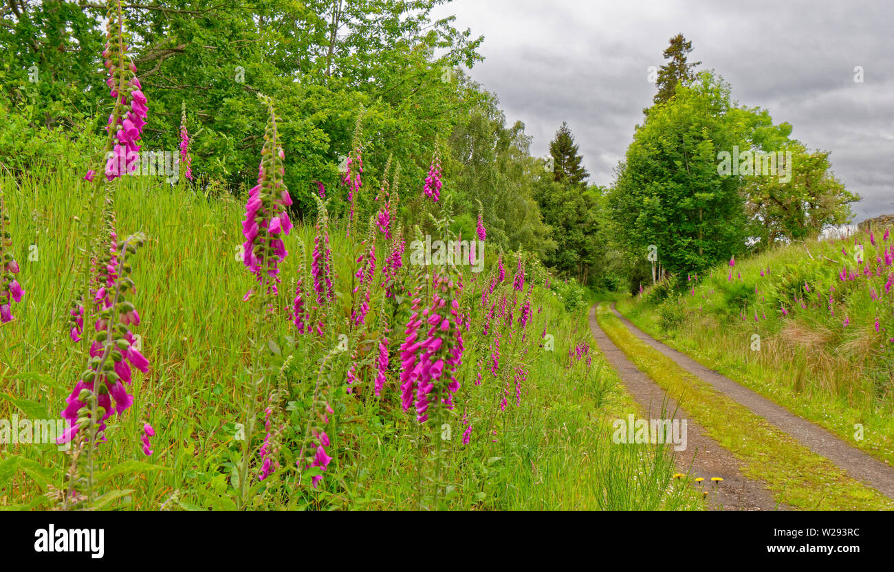 SPEYSIDE WAY SCOTLAND PURPLE FLOWERS OF THE FOXGLOVE Digitalis purpurea ON THE BANKS OF THE TRAIL IN EARLY SUMMER Stock Photo