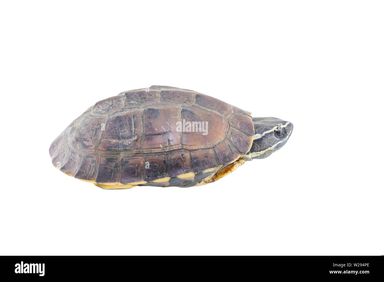 Turtle isolated on a white background Stock Photo - Alamy