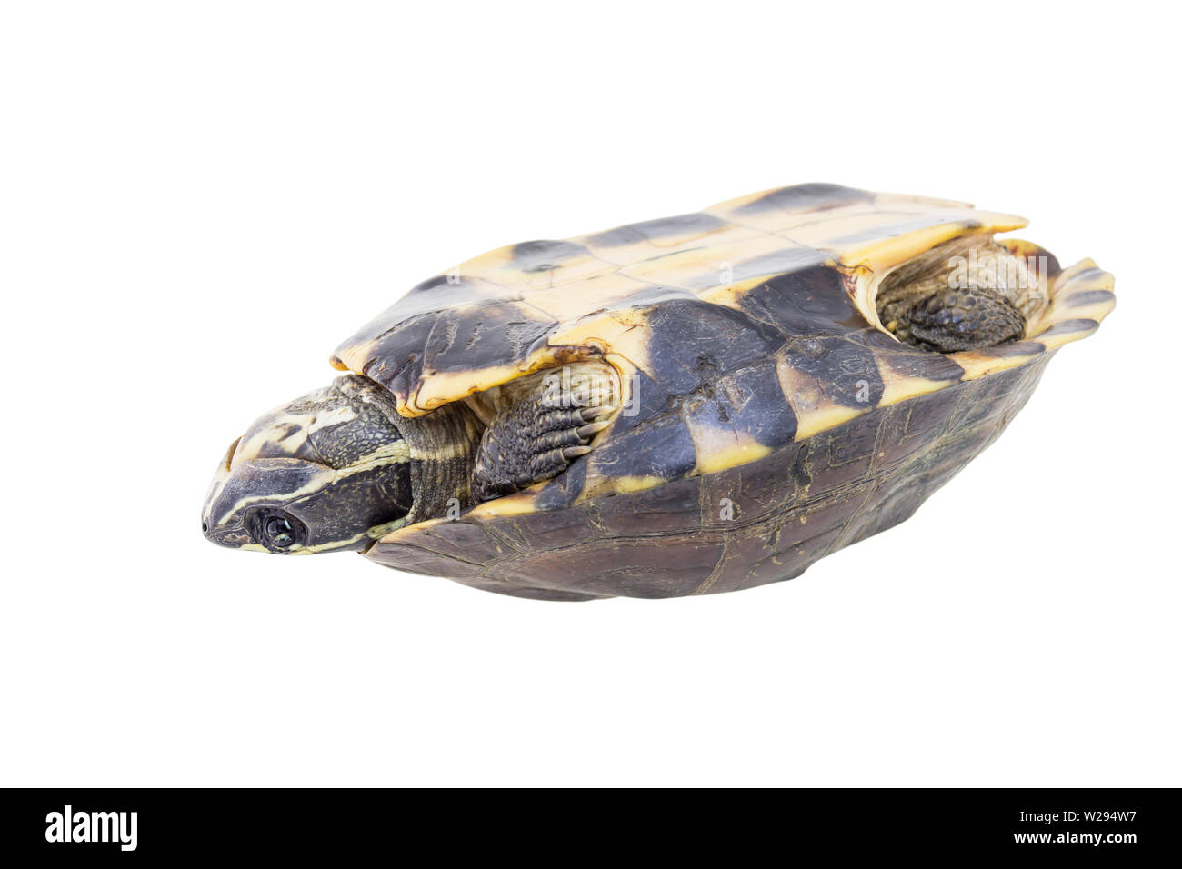 Turtle isolated on a white background Stock Photo - Alamy