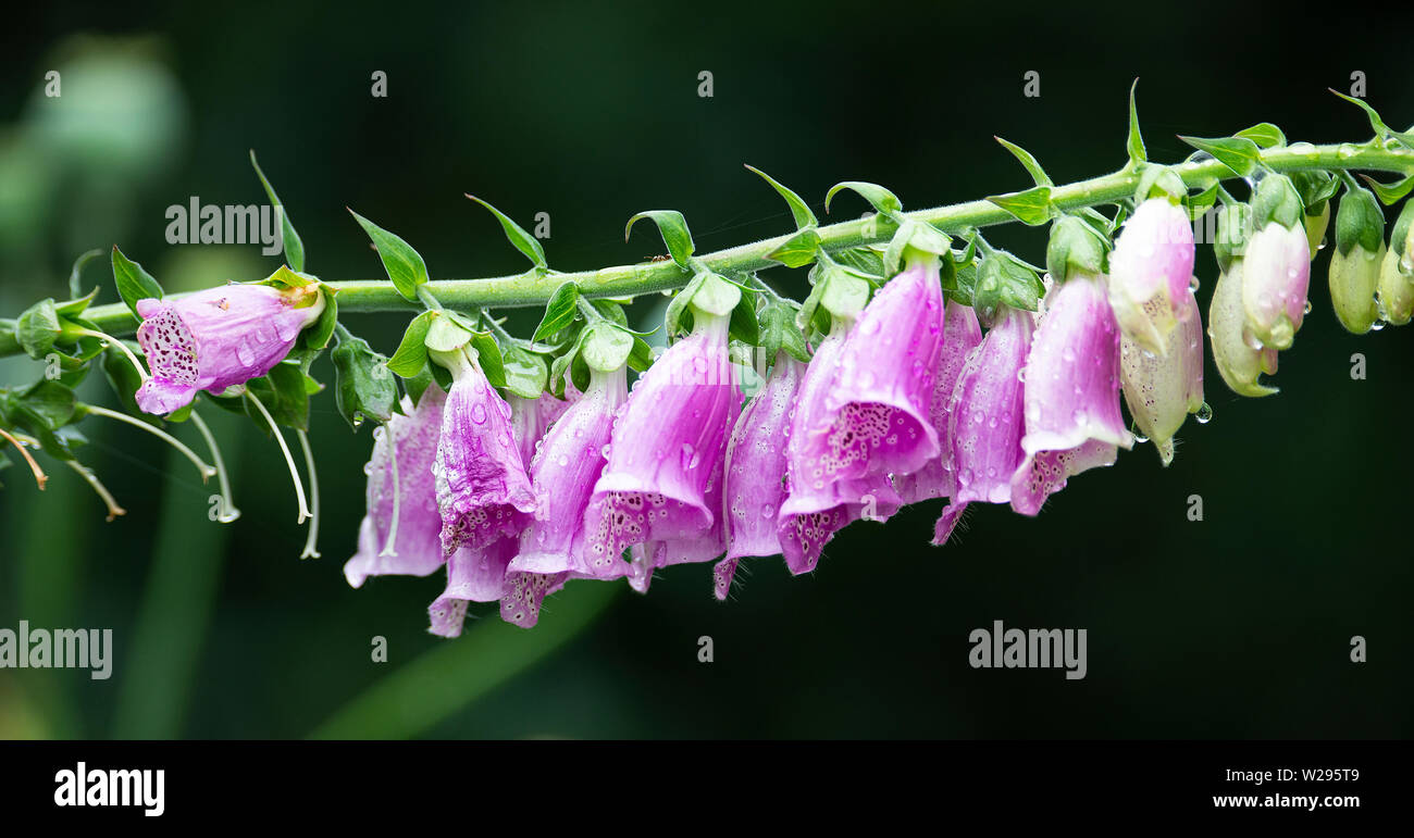 A Pink Foxglove Plant with Pink Trumpet-Like Flower Spikes with Water Droplets Following Rain in a Garden in Alsager Cheshire England United Kingdom Stock Photo