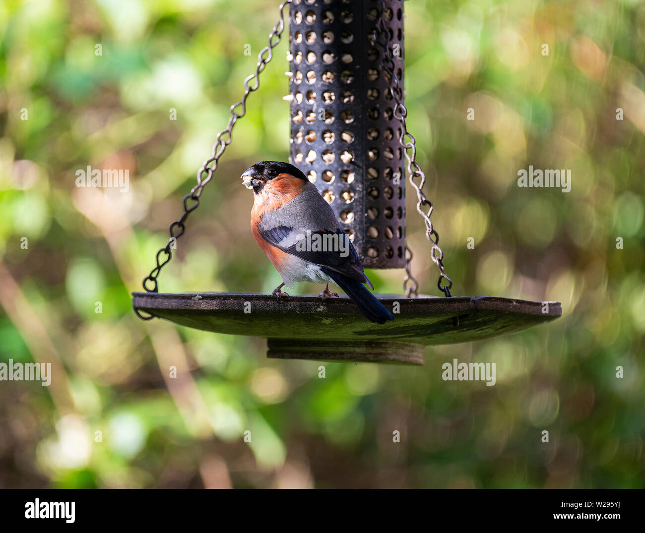 A Colourful Male Bullfinch Perching On A Bird Feeder Eating