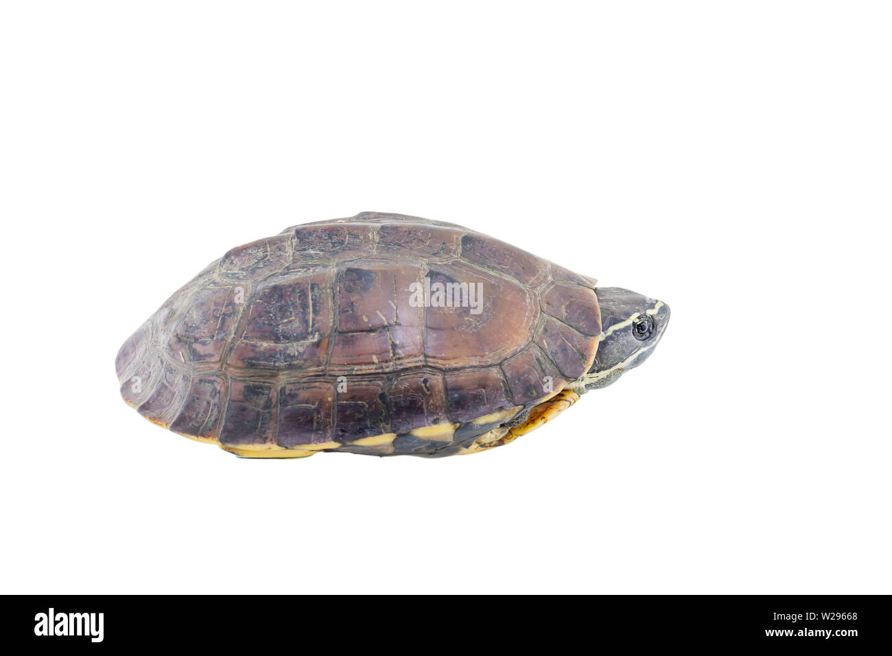 Turtle isolated on a white background Stock Photo - Alamy
