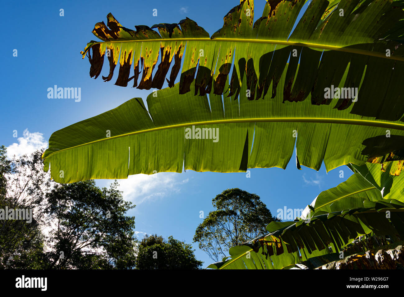 Palm leaves at Malaney Botanical gardens Australia Stock Photo