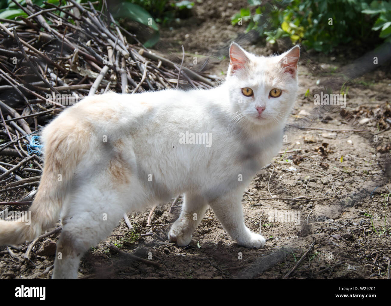 White and beige cat sale