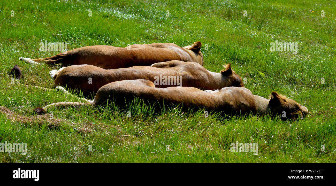 3 Young Lionesses Enjoying the Sun lying side by side on grassy meadow Stock Photo