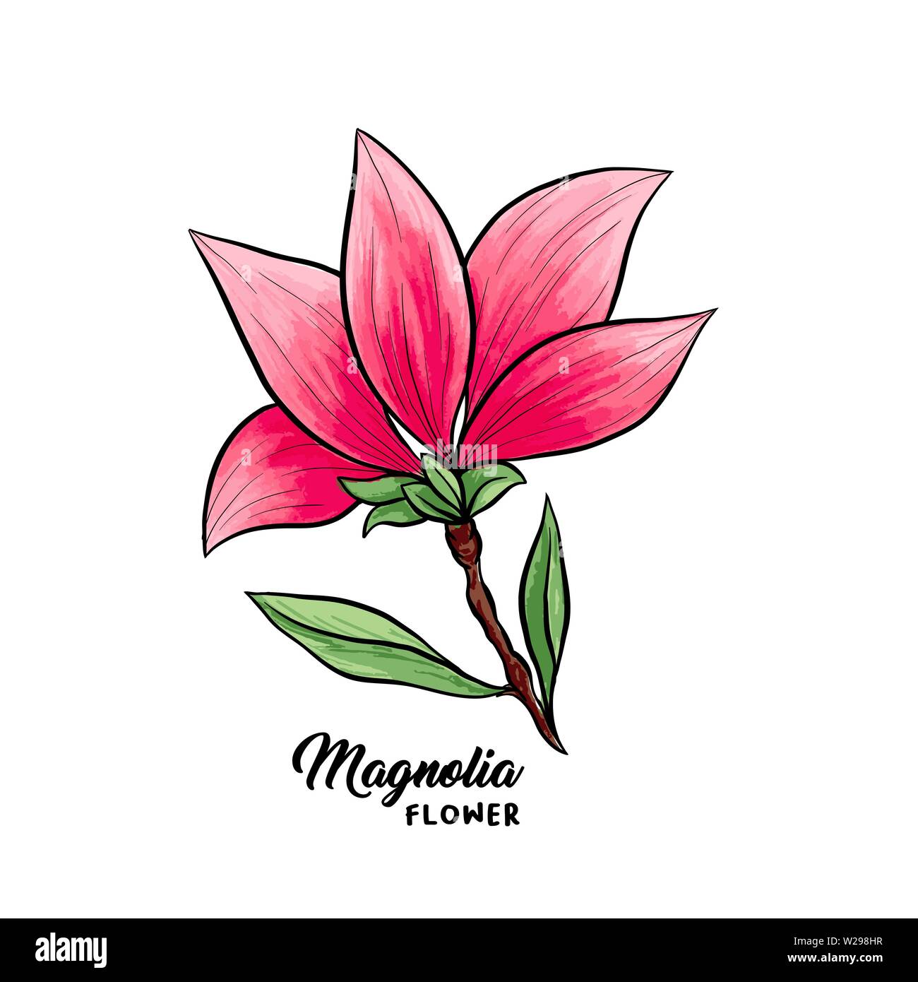 The Sketch Collection- Stem of Magnolia Blooms – Petal Press Decor