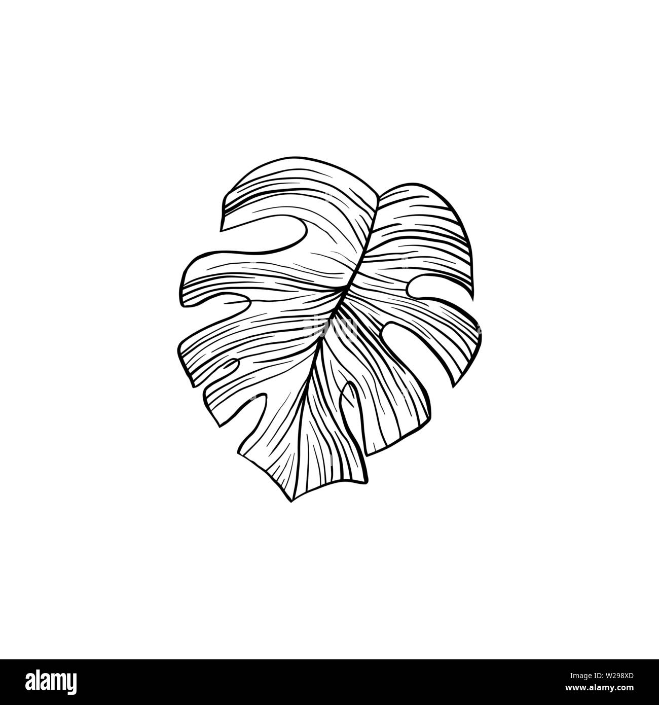 Silver cloud plant hand drawn illustration. Houseplant split leaf line art drawing. Philodendron, monstera leafage ink pen sketch. Decorative plant design elements. Botanical outline clipart Stock Vector