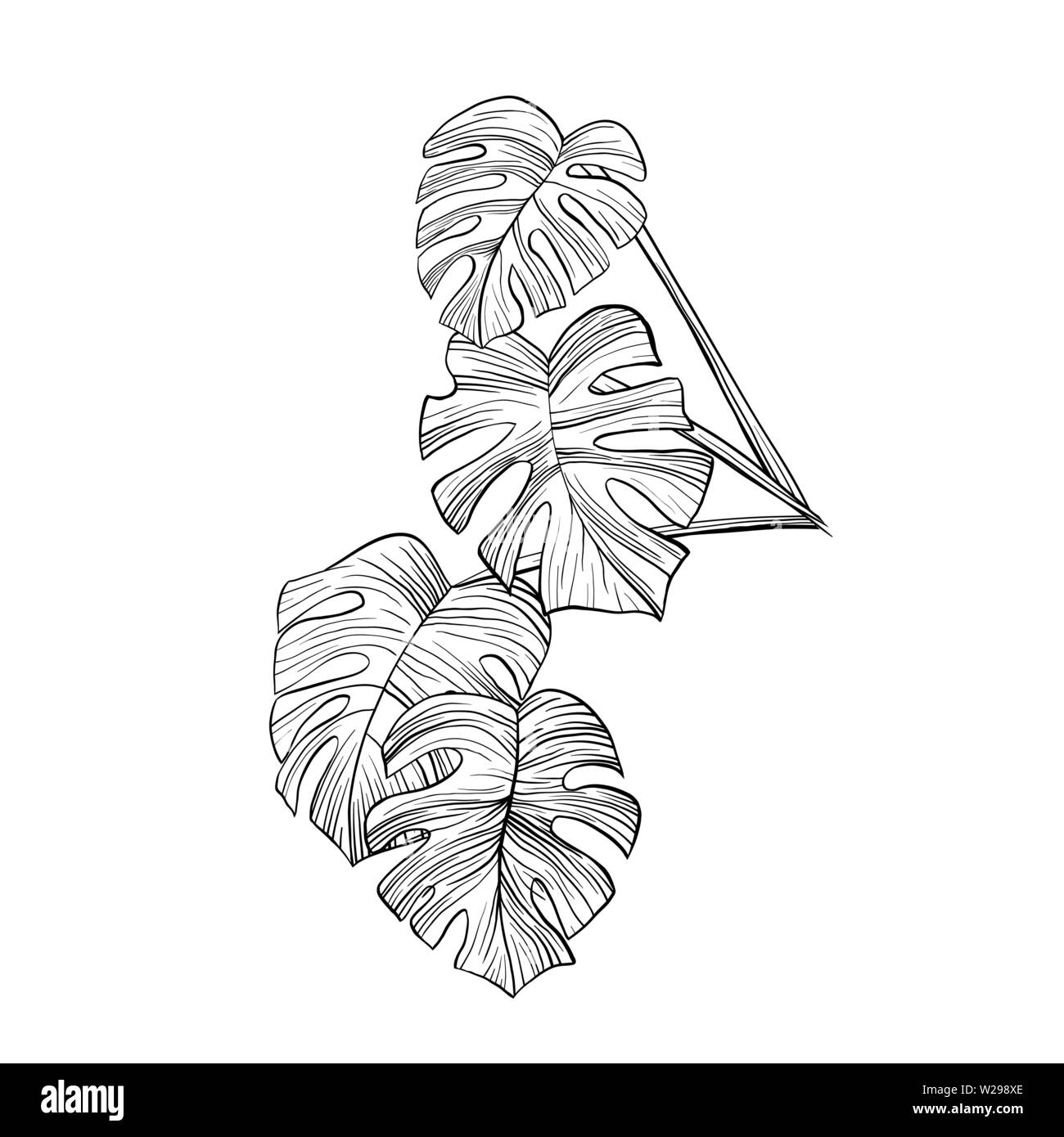 Monstera leaves hand drawn illustration. Houseplant split leaf contour drawing. Philodendron branch, twig isolated ink pen sketch. Indoor decorative plant design element. Botanical outline clipart Stock Vector