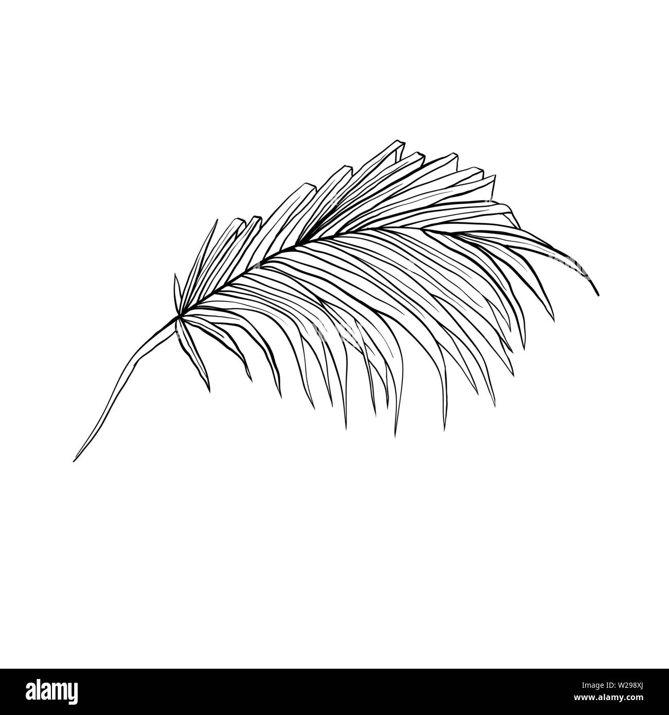 Palm leaf hand drawn vector illustration. Tropical, exotic foliage isolated drawing. Plant ink pen sketch. Split leaf engraving style clipart. Jungle, rainforest leafage. Botanical design element Stock Vector