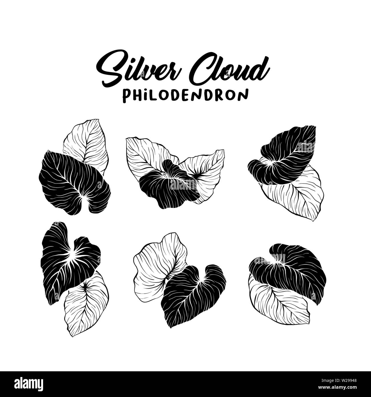 Philodendron hand drawn illustration set. Palm outline and silhouettes
