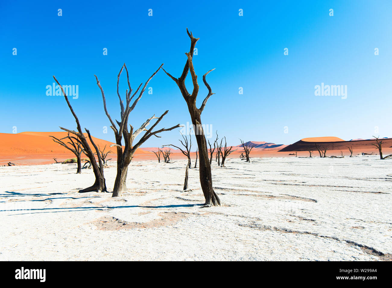 Camel thorn trees in the clay pan of Deadvlei, at Soussusvlei, Namibia Stock Photo