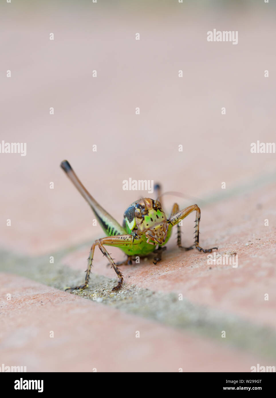 Eupholidoptera chabreri. Bush cricket, insect facing camera. Stock Photo