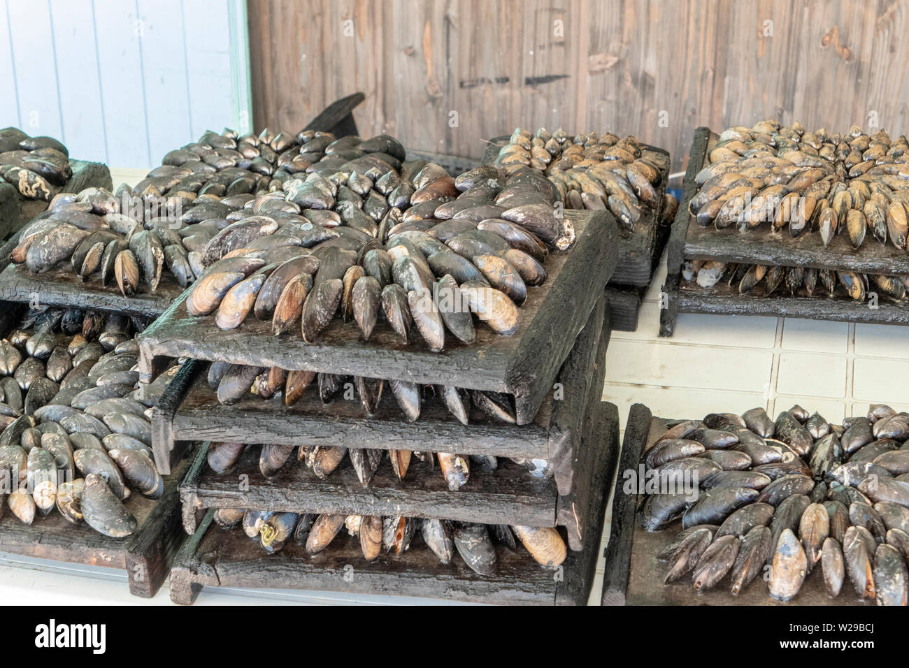 Mussels on tray for traditional roasting with pine needles Stock Photo